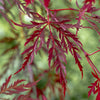 Acer palmatum 'Garnet' in a 3L pot