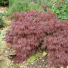 Acer palmatum 'Garnet' in a 3L pot