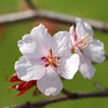 Standard Japanese Cherry Blossom (Prunus Kojo-No-Mai) in a 3L pot