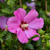 Hibiscus Tricolour Bush in a 4.6L pot