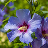 Hibiscus Tricolour Bush in a 4.6L pot