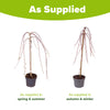 Weeping Willow Salix 'Kilmarnock' Standard Tree in a 17cm pot