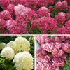 Hydrangea paniculata Collection in 9cm pots x3