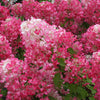 Hydrangea paniculata Collection in 9cm pots x3