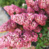 Hydrangea paniculata Collection in 9cm pots x3