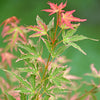 Acer palmatum 'Taylor' in a 3L pot