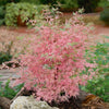 Acer palmatum 'Taylor' in a 3L pot