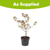 Acer palmatum 'Taylor' in a 3L pot