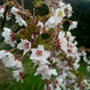 Japanese Cherry Blossom (Prunus Kojo-No-Mai) in 9cm pots x3
