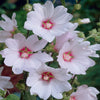 Patio Lavatera 'Barnsley Baby' in 9cm pots x6