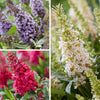 Buddleia davidii 'Butterfly Candy' Collection in 9cm pots x3