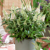Buddleia davidii 'Butterfly Candy' Collection in 9cm pots x3