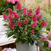 Buddleia davidii 'Butterfly Candy' Collection in 9cm pots x3
