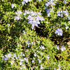 Standard Rosemary Tree in a 19cm pot