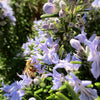 Standard Rosemary Tree in a 19cm pot