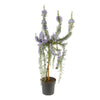 Standard Rosemary Tree in a 19cm pot
