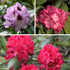 Rhododendron Hybrid Collection in 15cm pots x3