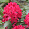 Rhododendron Hybrid Collection in 15cm pots x3