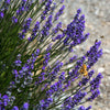 Lavender Hidcote in 9cm pots x24
