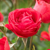 Rose Garden Glamour Bare Root Collection x 5