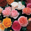 Old English Shrub Rose Bare Root Collection x5