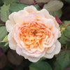 Old English Shrub Rose Bare Root Collection x5