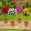 Patio Standard Rose Bare Root Collection x4