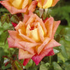 Rose Hybrid Tea Bare Root Collection x5