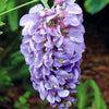 Wisteria Amethyst Falls in a 15cm pot