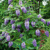 Wisteria Amethyst Falls in a 15cm pot