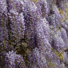 Wisteria Amethyst Falls in a 15cm pot