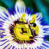 Pair of Blue Passion Flower in a 2L pot