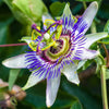 Pair of Blue Passion Flower in a 2L pot