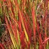 Imperata 'Red Baron' 9cm pot x3