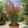 Imperata 'Red Baron' 9cm pot x3
