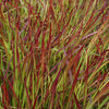 Imperata 'Red Baron' 9cm pot x3