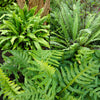 Evergreen Hardy Fern Collection 9cm pots x3