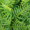 Evergreen Hardy Fern Collection 9cm pots x3