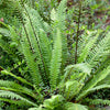 Evergreen Hardy Fern Collection 9cm pots x3