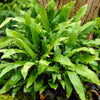 Evergreen Hardy Fern Collection in 9cm pots x3