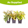 Evergreen Hardy Fern Collection 9cm pots x3