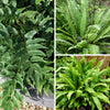 Evergreen Hardy Fern Collection in 9cm pots x3