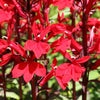 Lobelia speciosa Queen Victoria 9cm pot x3