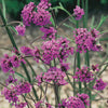 Verbena bonariensis 9cm pot x3