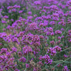 Verbena bonariensis 9cm pot x3