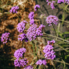 Verbena bonariensis 9cm pot x3