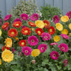 Hardy Gerbera Garvinea 'Sweet' series Bright Collection