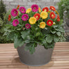 Hardy Gerbera Garvinea 'Sweet' series Bright Collection