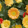 Hardy Gerbera Garvinea 'Sweet' series Bright Collection