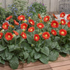 Hardy Gerbera Garvinea 'Sweet' series Bright Collection